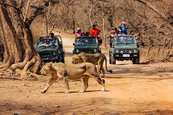 SasanGir Wildlife Tour Package 